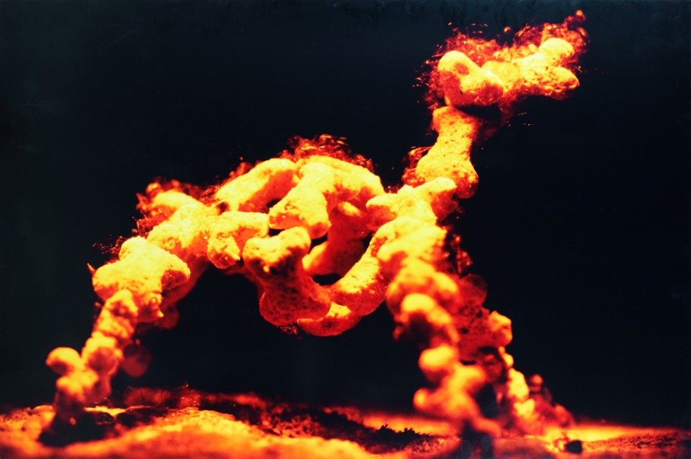 Animaux en voie de disparition