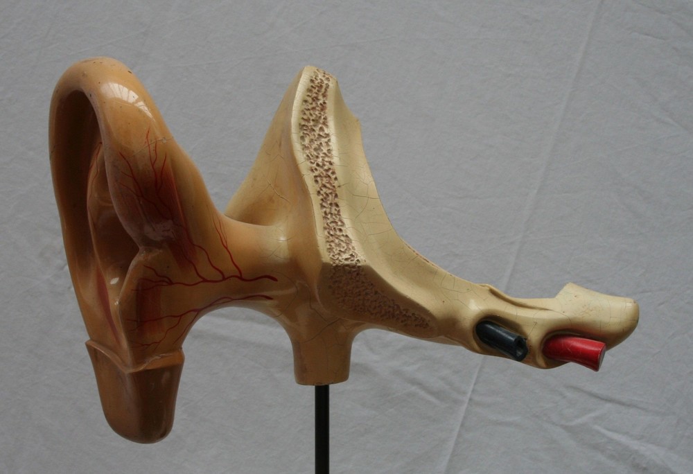 oreille travail anatomique médecine